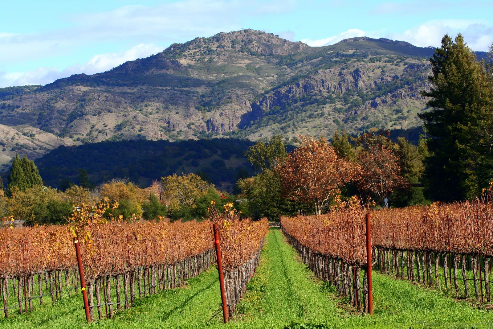 Napa vineyard rows in autumn